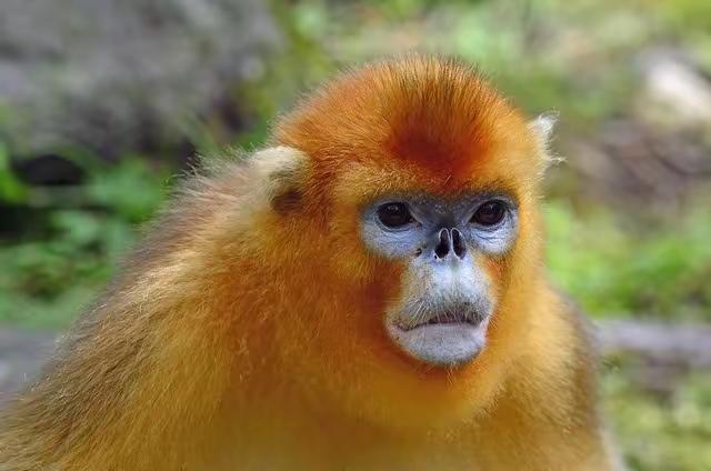 《西游记》之争对当地的旅游业有哪些影响