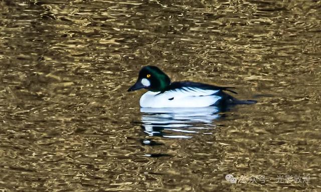 【冬天的野麻湾】阳关雪及野麻湾的飞鸟