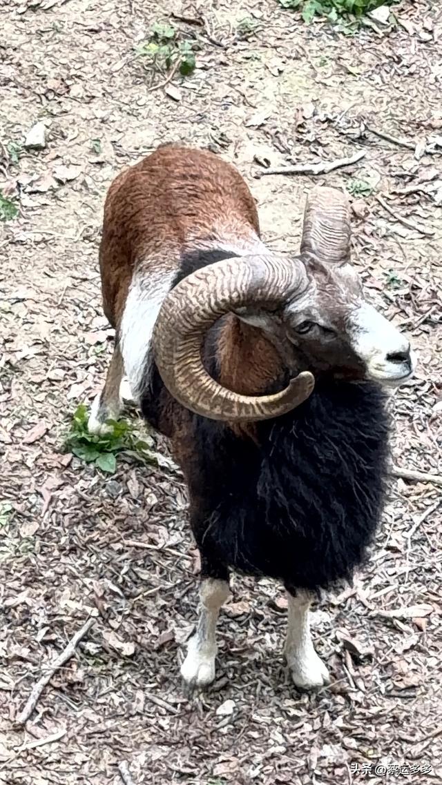 上海动物园的高颜值图鉴