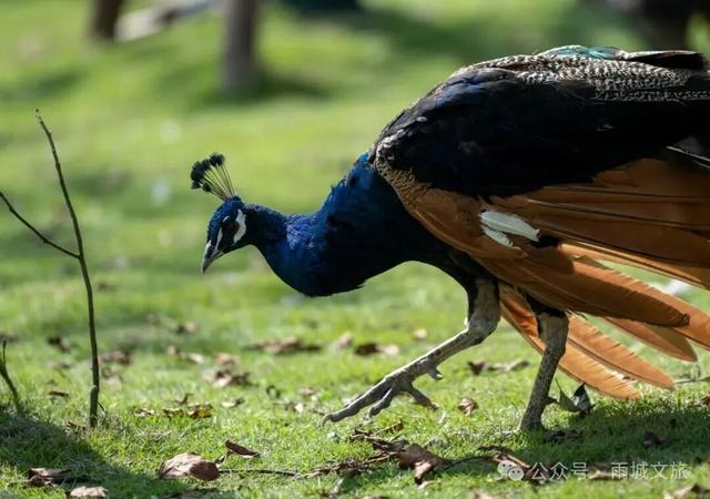 孔雀世界景区通过国家3A级旅游景区评定！