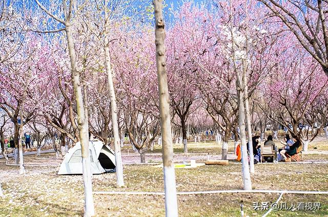 桃花源里的旅拍时光 滹沱河北岸美丽花廊掠影