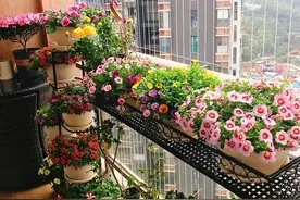 耐寒好养的10种“香香花”，花美味道香喷喷，养在家里一屋子香气图片