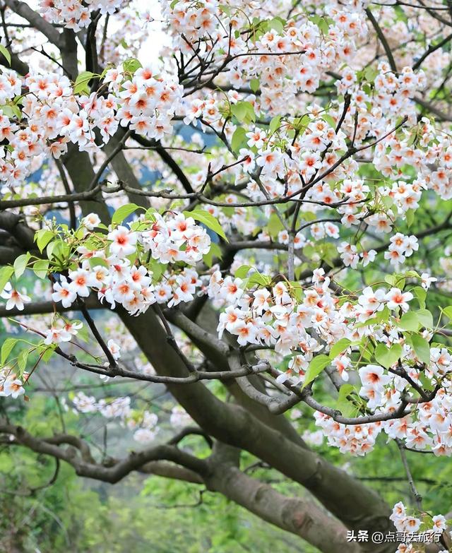 成都最大规模桐子花开了，漫山遍野超级惊艳，太适合现在去旅行！