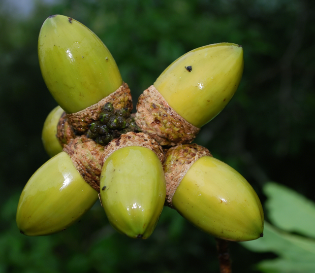 首次发现仅3株，25年云南又发现2株	，网友：不稀奇，老家遍地都是