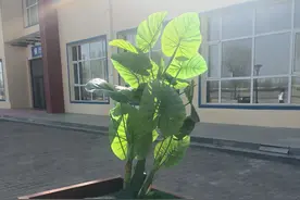 看了“胖猫”之后的感想图片