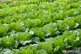 胡萝卜、萝卜和白菜最晚什么时候种？明白这几点，以后年年都知道图片