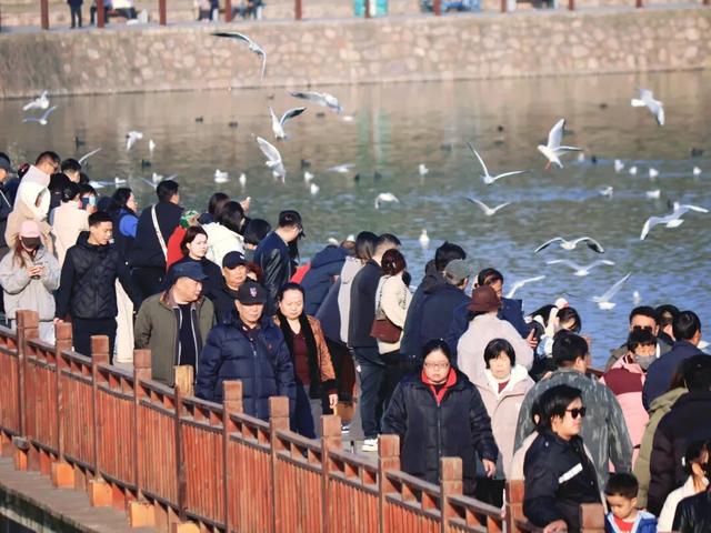 天鹅湖冬日最灵动的乐章：天鹅悠然游弋，红嘴鸥凌空飞舞