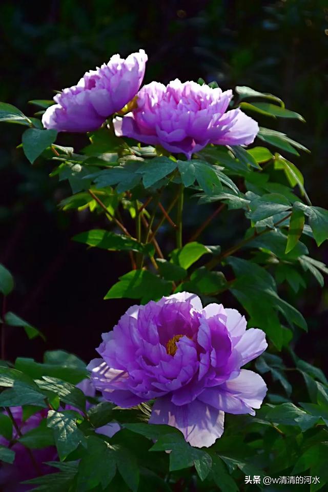 极美洛阳城牡丹迎春吐蕾绽放