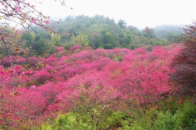 美如仙境！韶关这个地方迎来今年首场冰挂雾凇景观，秋冬来旅行，赏雪泡泉看红枫为你安排好了