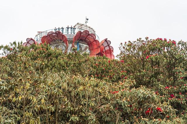 被严重低估的贵州毕节：这100多平方公里的杜鹃，不看真的会后悔