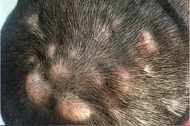 1个方子，3味药，把“毛囊炎”连根拔起，药到病除，无痛一身轻！图片