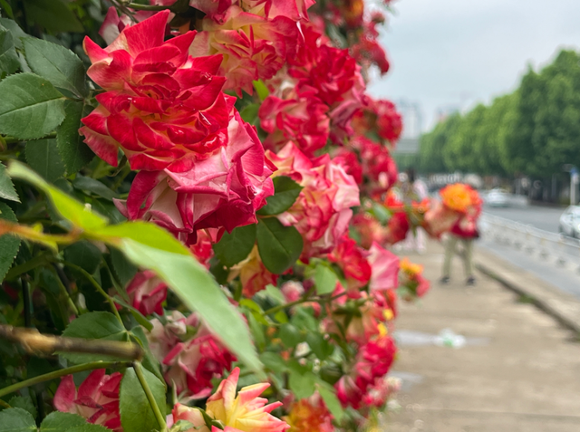 月季花海引客来 卧龙区假日文旅市场人气旺