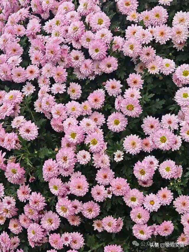 从青丝到白发——河南新野菊展有感