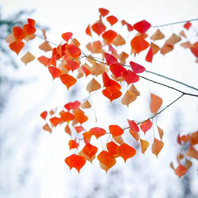 【多图预警！】这里不是5A景区，是鲁南制药！