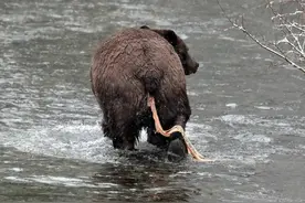 棕熊的难言之隐：拖起那条10米长的巨型绦虫图片