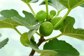 每天认识一种植物——无花果图片