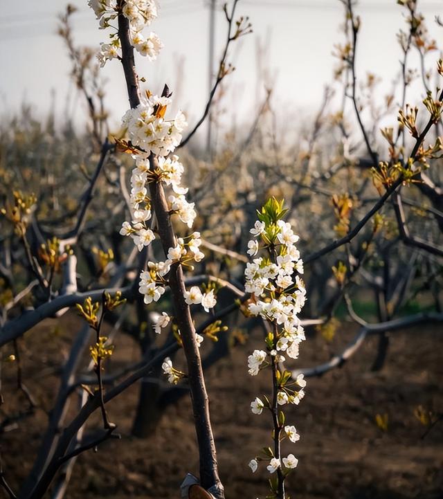 静·画丨春约梨乡 寻花良王庄