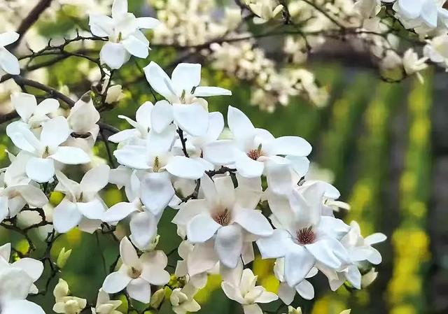 甘南:一半春雪 一半花海