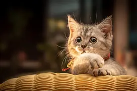 猫缘好的人，阴德好图片