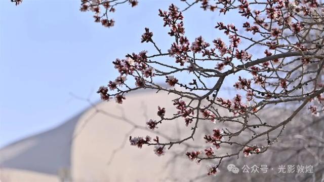 三月春风暖：敦煌鸣沙山下千亩杏花次第开放