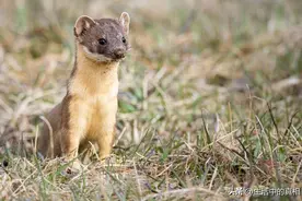 几乎什么都敢吃的中国人，为何不吃这七种动物，真的是不好吃？图片