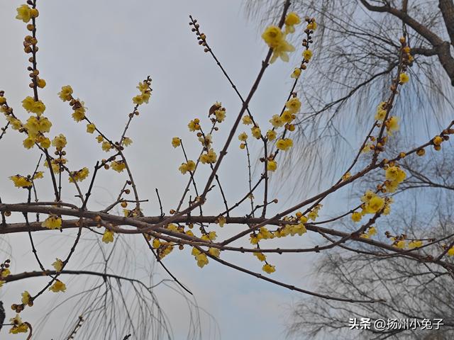 踏雪访梅，不为风雅只为美