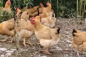 养鸡不赚钱？那是方法不对，老农独创养殖模式，养淘汰蛋鸡也赚钱图片