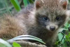 上海98个小区“貉军出没”，猫狗日子难过了！会爆发人貉大战吗？图片