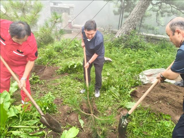 新树补植延“血脉” 中天门有望重现“五大夫松”历史风貌
