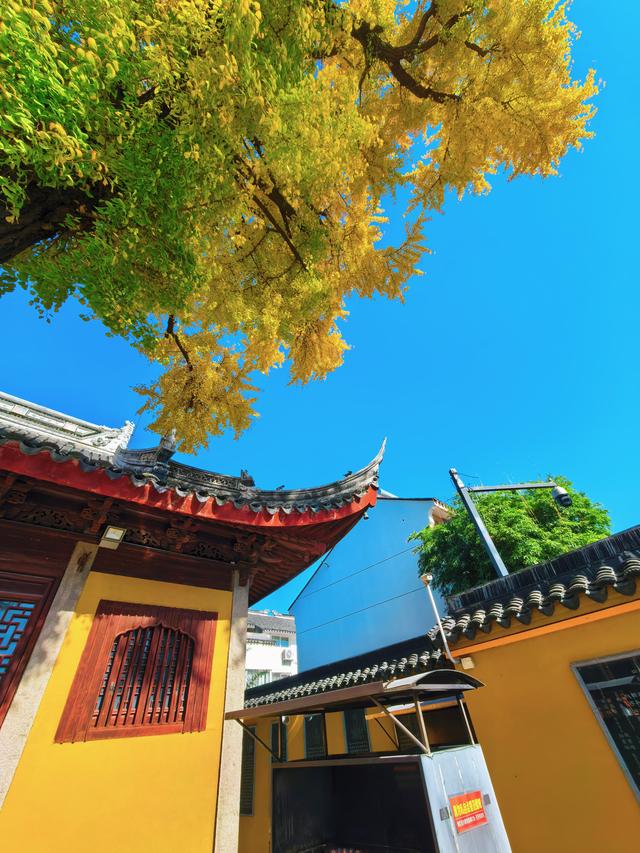 银杏鎏金，满城秋意关不住