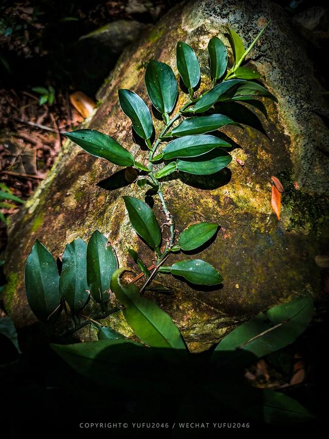 丰良九龙瀑布攻略