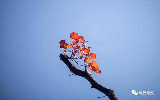 京郊游之坡峰岭