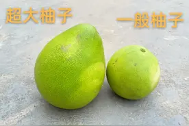 一个超大红心柚子图片