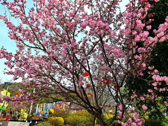 鼋头渚樱花节3月1日启幕