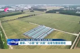 乡村振兴｜曲阜：“小田”变“大田” 化零为整促增收图片