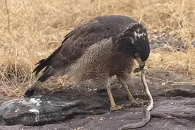 眼镜王蛇当场被活吞，号称毒蛇克星，蛇雕凭什么能把蛇当辣条吃？图片