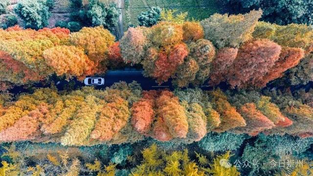 出片率100%！为崇州这些高颜值路连发三天朋友圈！