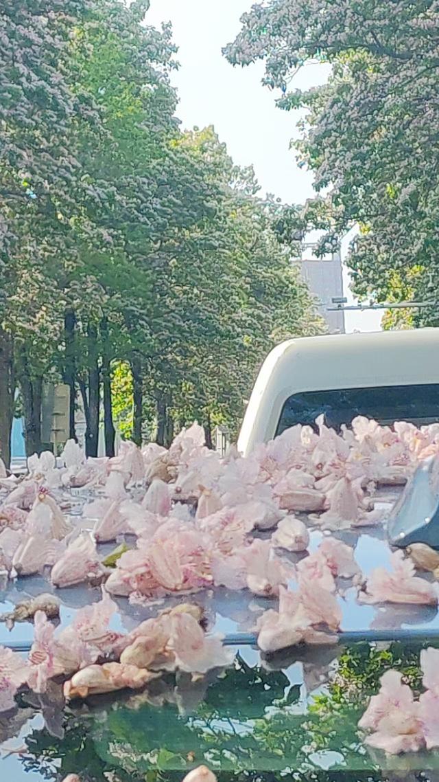 中原区昆仑路楸花如紫色瀑布