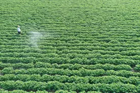 农药纠纷中销售商和使用方的举证责任和划分比例，本案认定可参考图片