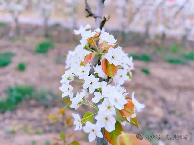 梨花又开放，铁营镇大白张村第三届梨花节邀您共赴春日盛宴！