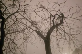 有NPD的家庭，就像一个精神病院，子女都不想回去图片