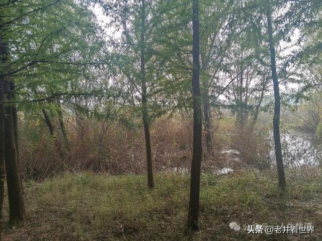 慧河湿地里的济宁新发现 || 胡成冮