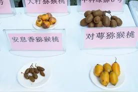 麻辣味的猕猴桃你见过吗？这里有图片