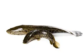 鱼类百科之黑鱼图片