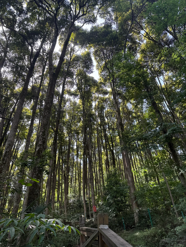 新发现！这是我今年走过最满意的轻徒步线！成都1h直达0门票！