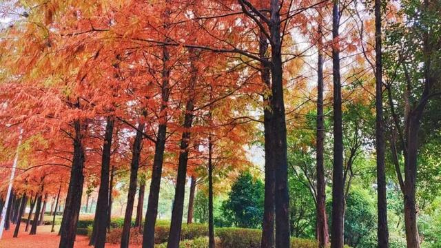 寻美薛城丨斑斓醉人！水杉披“红装”，冬日里的诗意画卷！