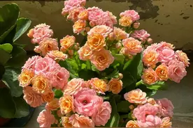 年后长寿花开败后，赶快做4件事，整齐复花，实现长寿花自由图片