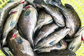 前景斑斓！三亚石斑鱼“入箱入海”养殖起捕销售图片