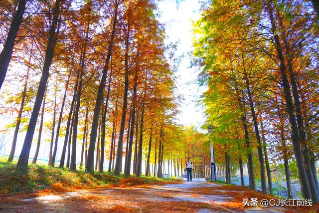 河南淮滨：落羽杉廊道染成红杉道