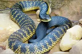 盘点十大剧毒蛇类，可能大部分都是你没听说过的！图片